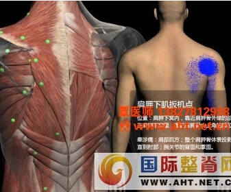 人体解剖软件（初级）功能强大的3DBODY6.0版三维交互解剖软件