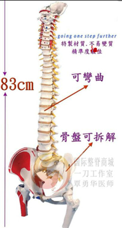 成人1：1教学脊柱模型80cm带有股骨头和着色肌肉的活动脊柱模型
