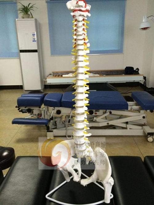 新款正版优质PVC材质无毒脊柱骨骼模型脊椎矫正教学脊柱模型80cm