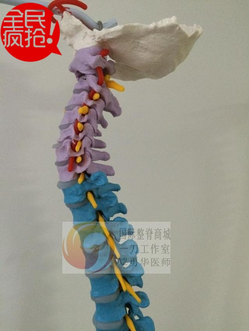 正版80cm脊椎矫正脊柱盆骨，教学模型人体脊椎色分 解剖脊椎模型