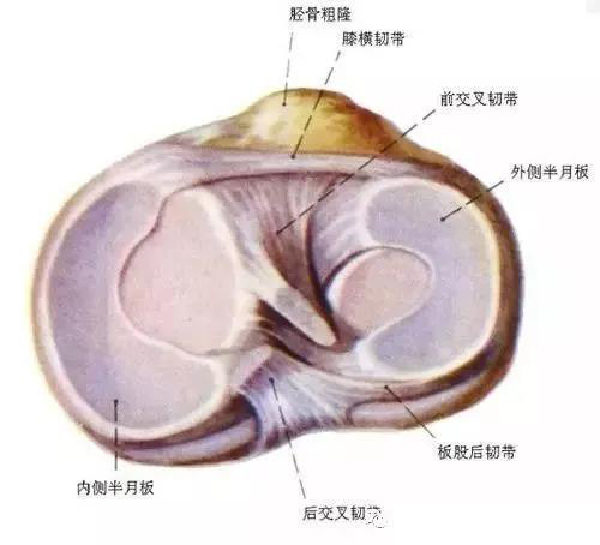因此,确诊为半月板损伤,盘状半月板,半月板囊肿者宜早期切除.