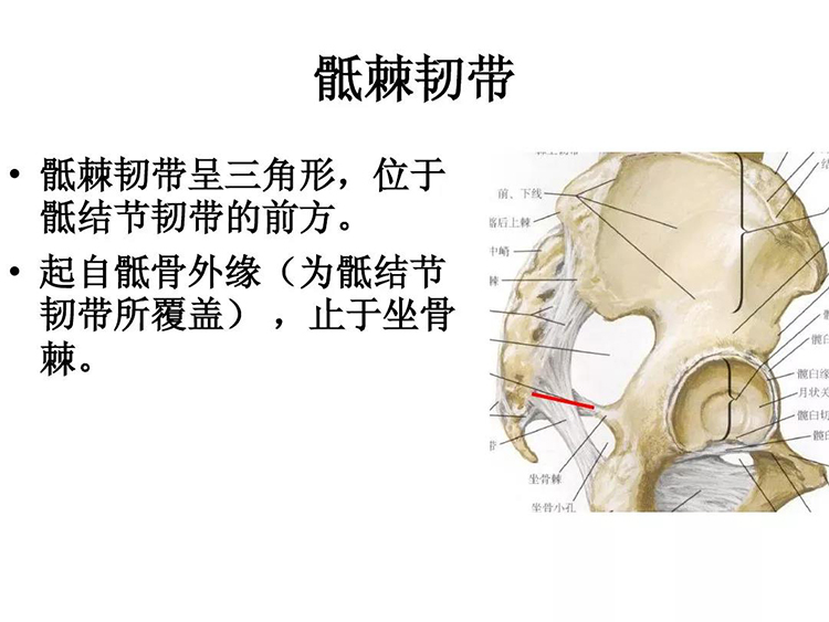 解剖-骶髂关节 - 疼痛天地 - 国际整脊网|整脊培训