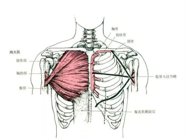 6,胸小肌