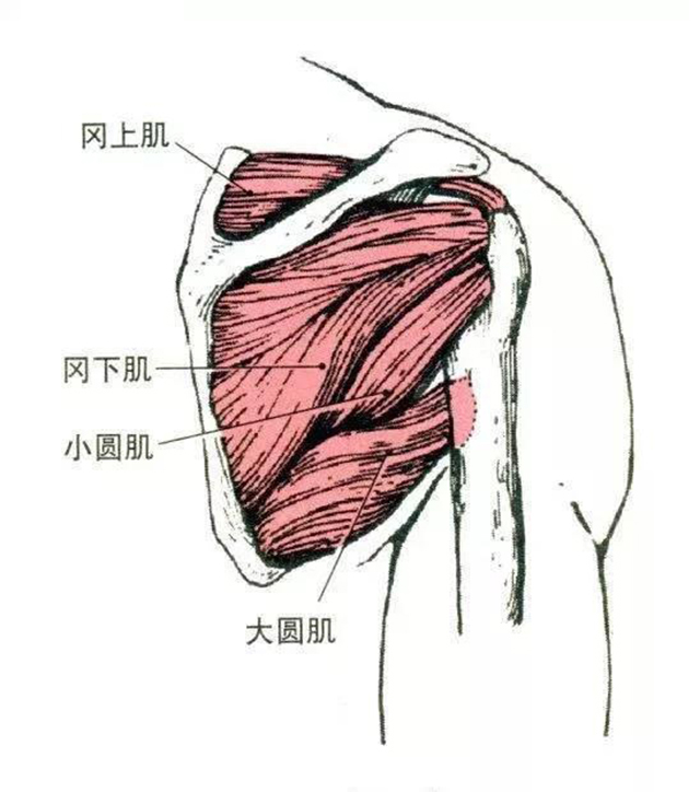 14,肩胛下肌