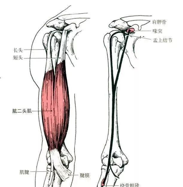 17,肱肌