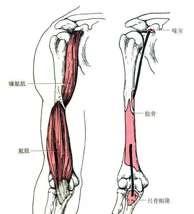 19,尺侧腕伸肌