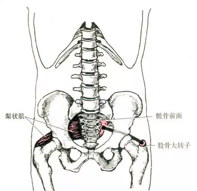 最全人体肌肉解剖套图,值得收藏!