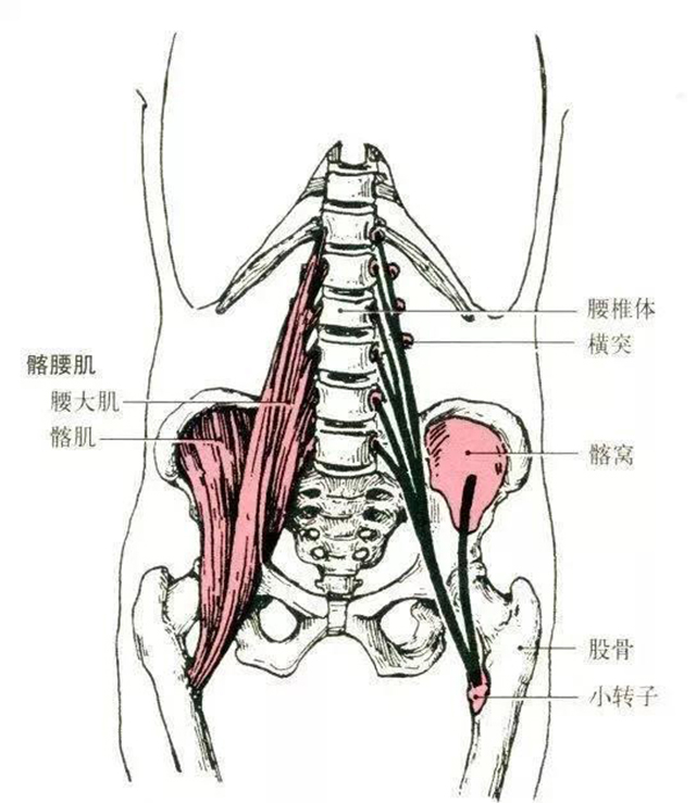 最全人体肌肉解剖套图,值得收藏!