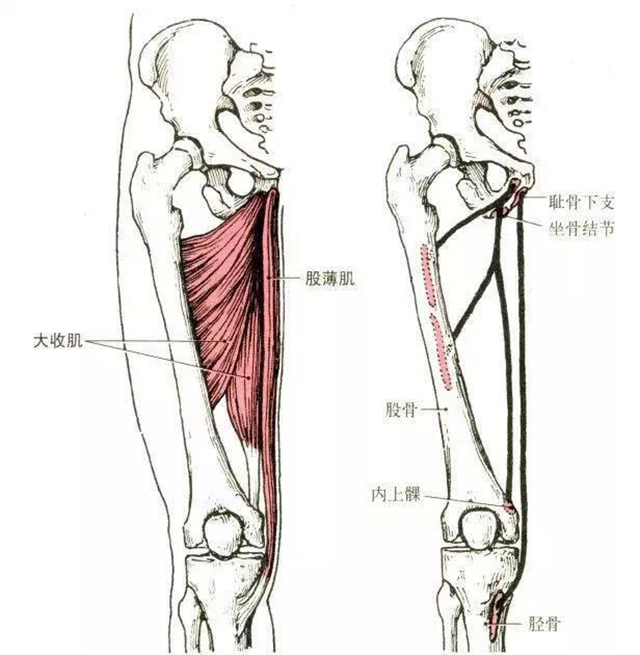 30,胫骨前肌
